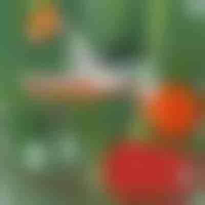 Professzionális növényi tűzőgép | PLANTBRAND