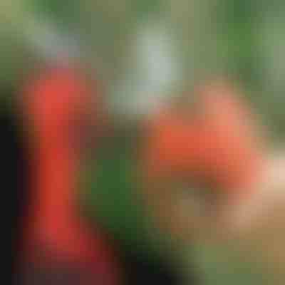 Elektromos metszőolló | WHIZZPRUNER